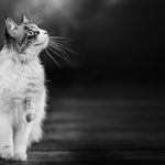 Fotografía de mascotas en La Rioja sesión multiespecie gato y familia