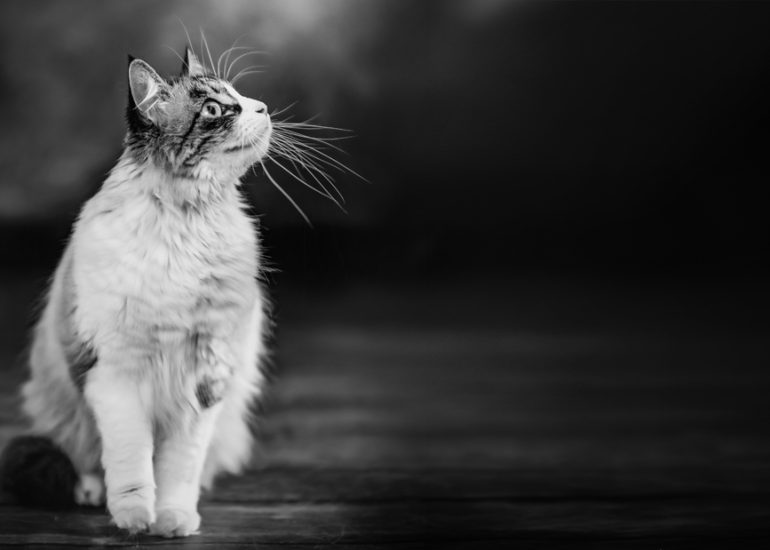 Fotografía de mascotas en La Rioja sesión multiespecie gato y familia